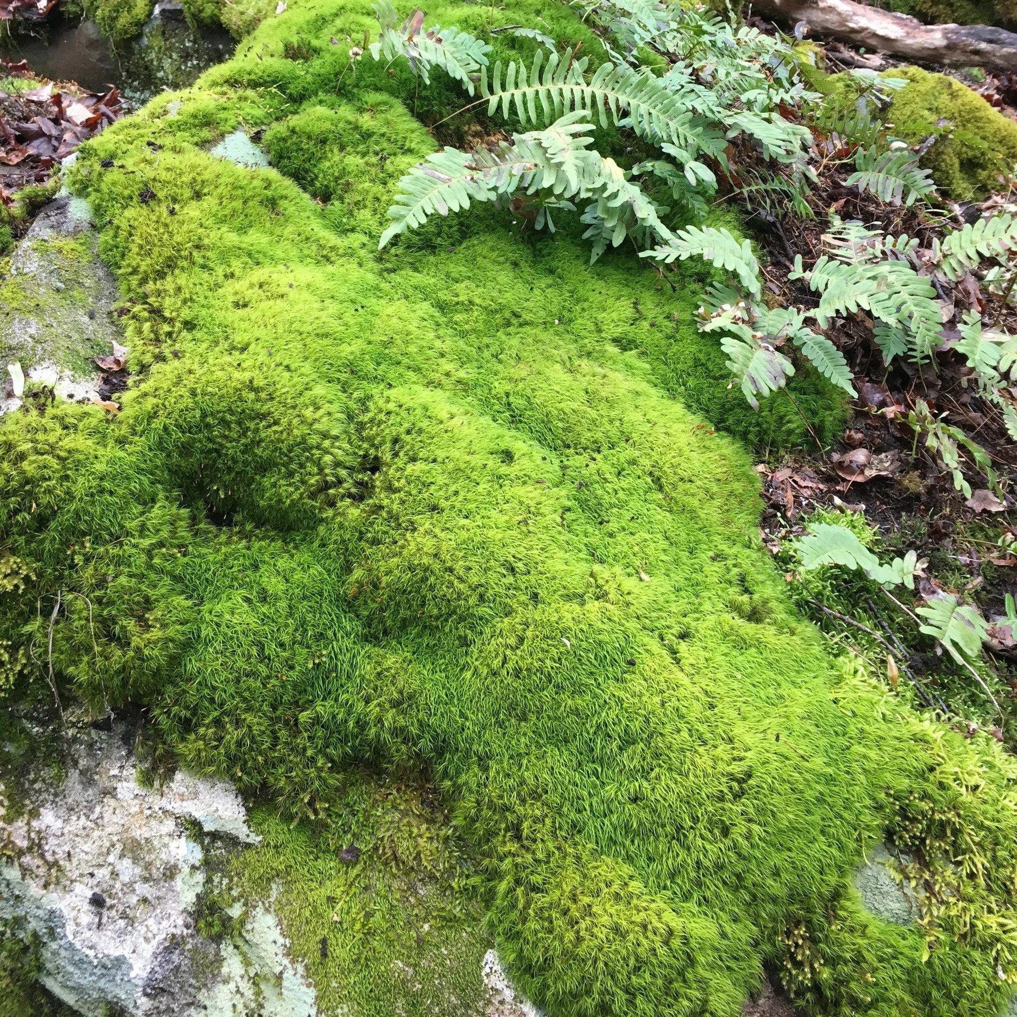 rock-cap-moss.jpeg