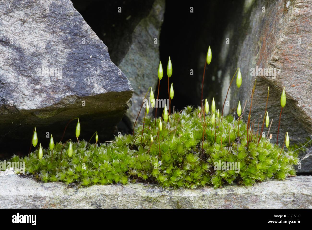 rosca-capilar-moss-bryum-capillare-sobre-una-roca-en-el-distrito-de-los-lagos-bjp2ef.jpg