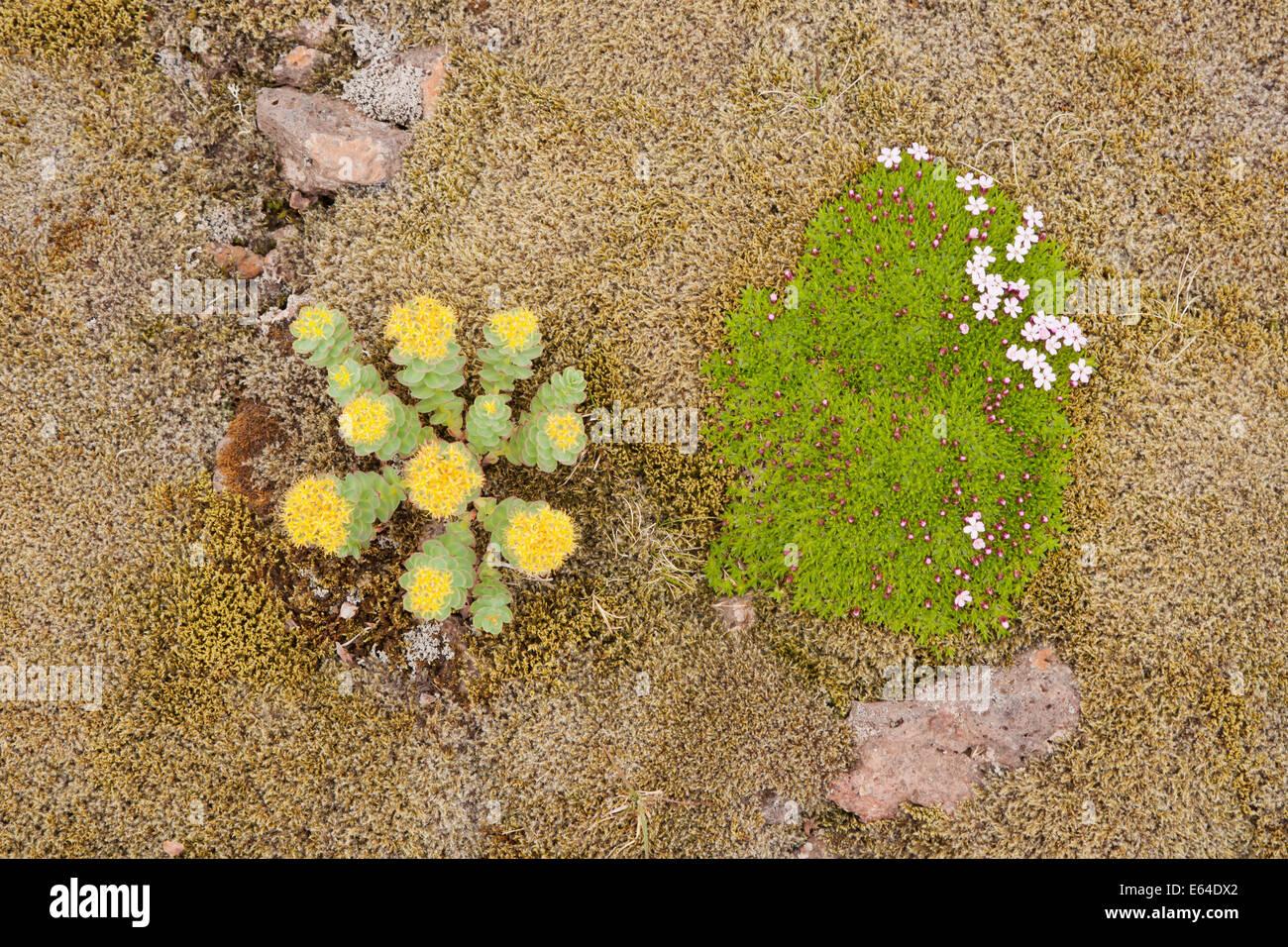roseroot-and-moss-campion-rhodiola-rosea-and-silene-acaulis-iceland-E64DX2.jpg