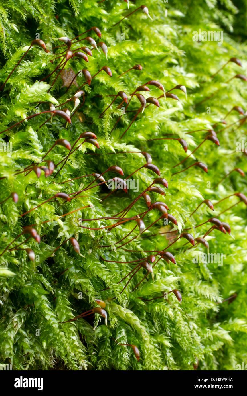 rough-stalked-feather-moss-brachythecium-rutabulum-H8WPHA.jpg