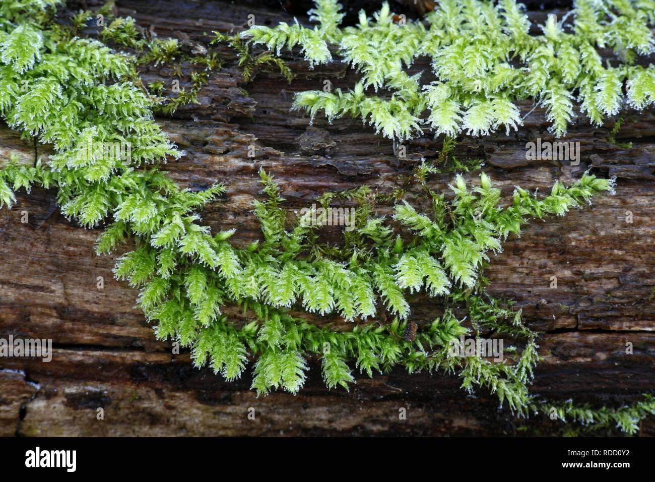 rough-stalked-feather-moss-brachythecium-rutabulum-RDD0Y2.jpg