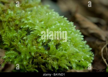 rough-stalked-feather-moss-brachythecium-rutabulum-growing-on-wood-baynd1.jpg