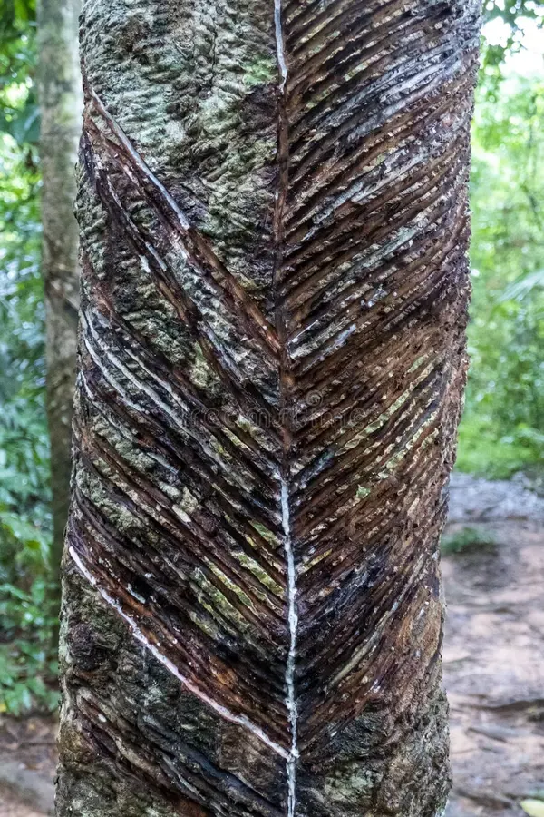 rubber-tree-hevea-brasiliensis-species-rubberwood-native-to-rainforests-amazon-region-south-america-brazil-237629238.jpg