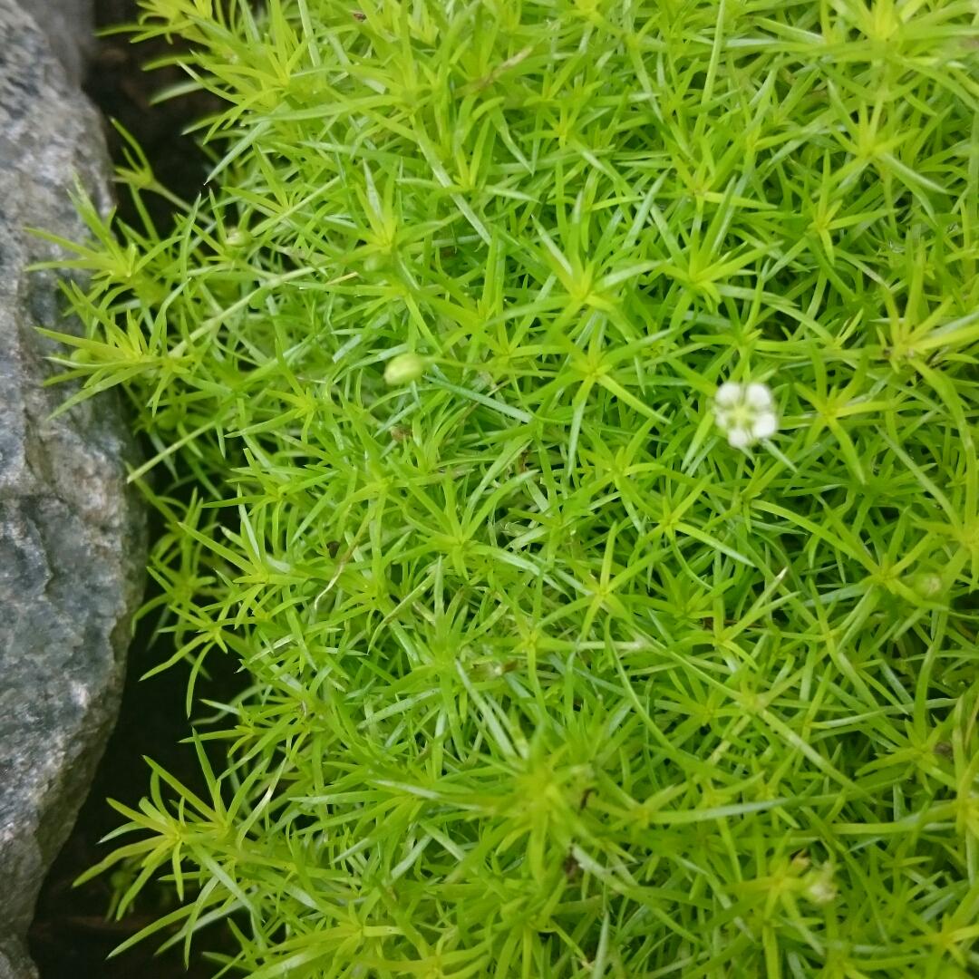 sagina-subulata-lime-moss.jpeg