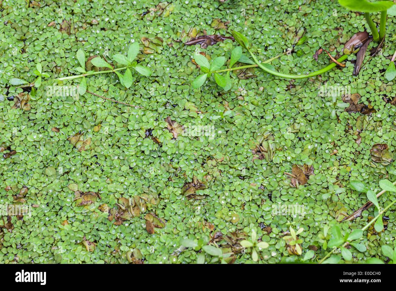 salvinia-natans-commonly-known-as-floating-fern-floating-watermoss-E0DCH0.jpg