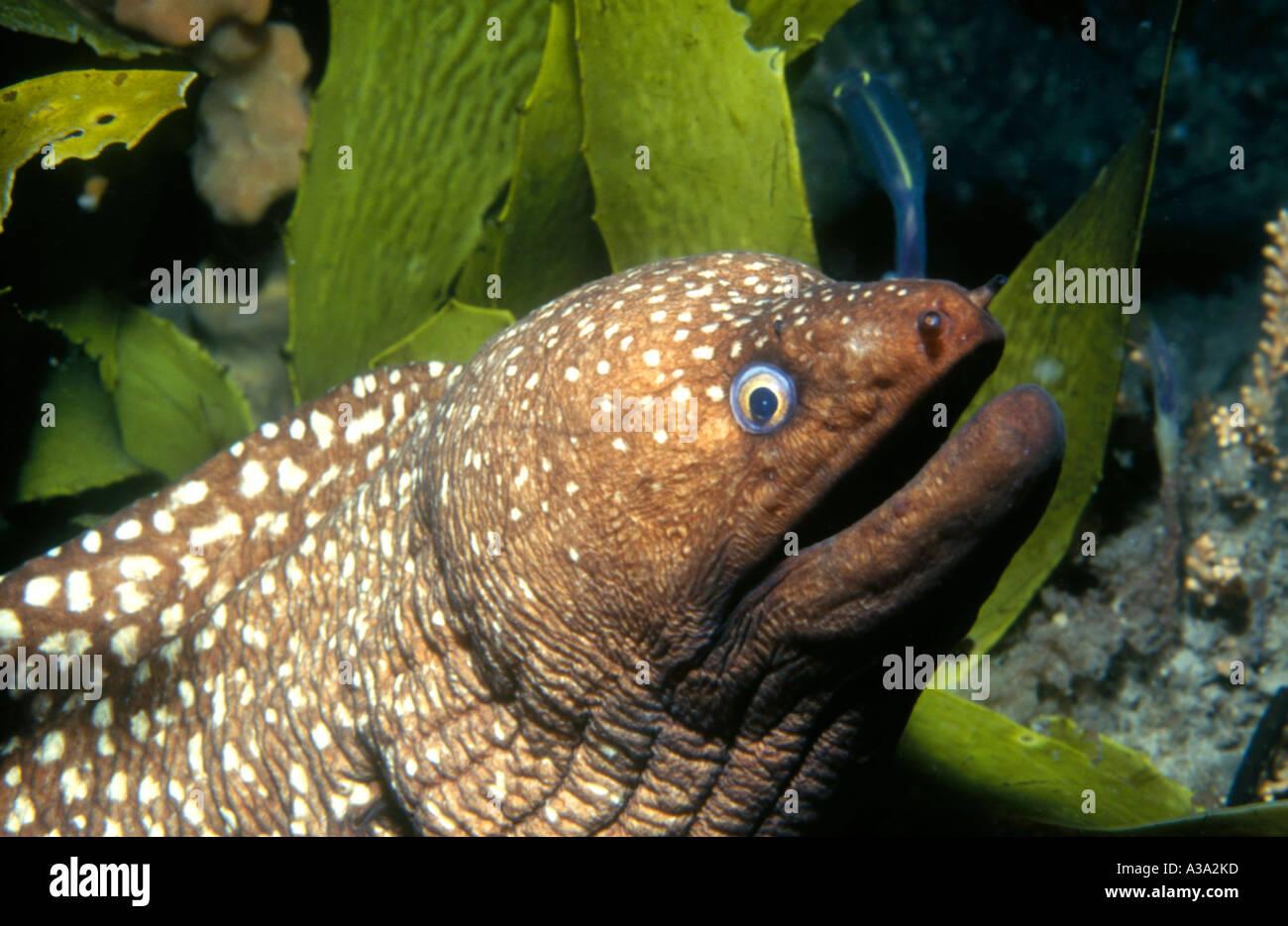 saw-tooth-moray-eel-gymnothorax-prionodon-A3A2KD.jpg