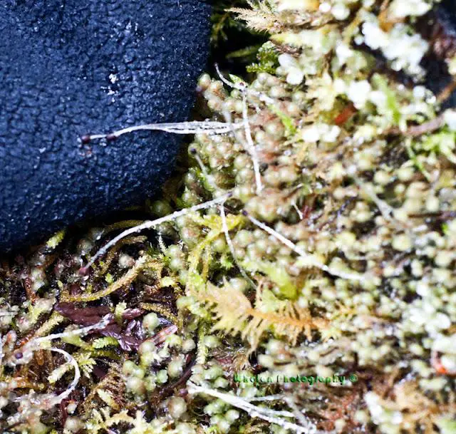 scapania-liverwort-with-sporophytes.jpg