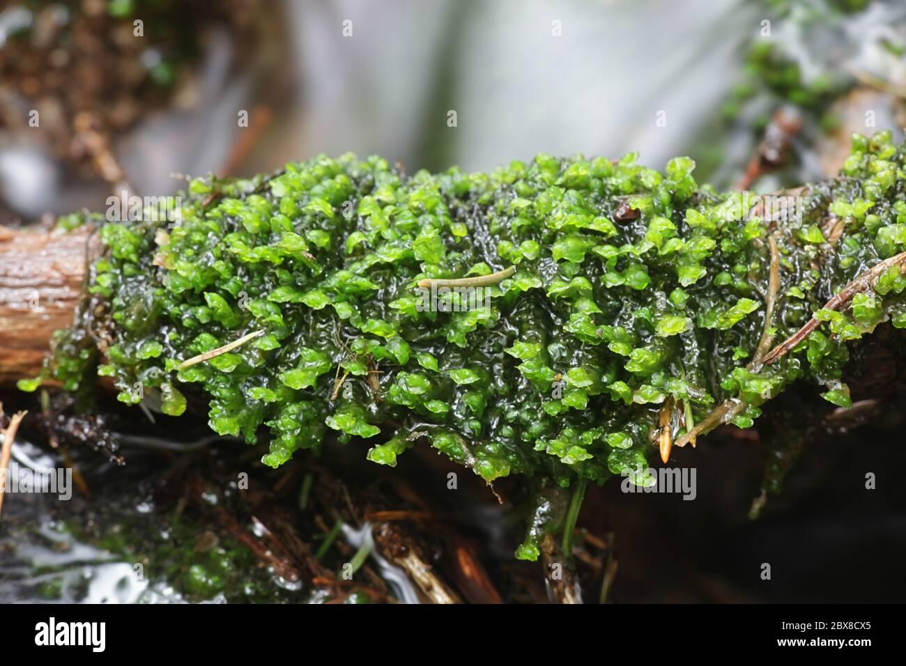 scapania-undulata-known-as-water-earwort-a-liverwort-growing-on-forest-streams-in-finland-2BX8CX5.jpg