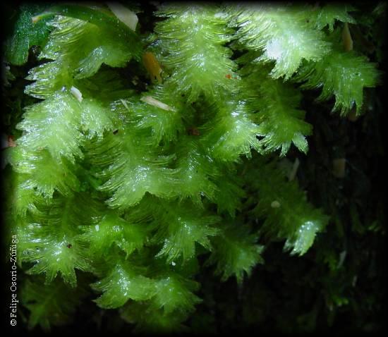 schistochila_sp01.jpg