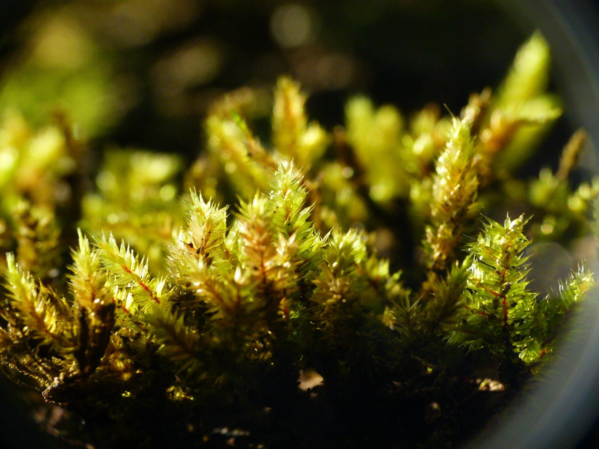 schoenobryum-concavifolium.jpg