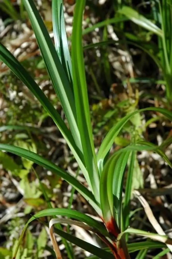 scirpus-expansus-la-kgyekis.jpg