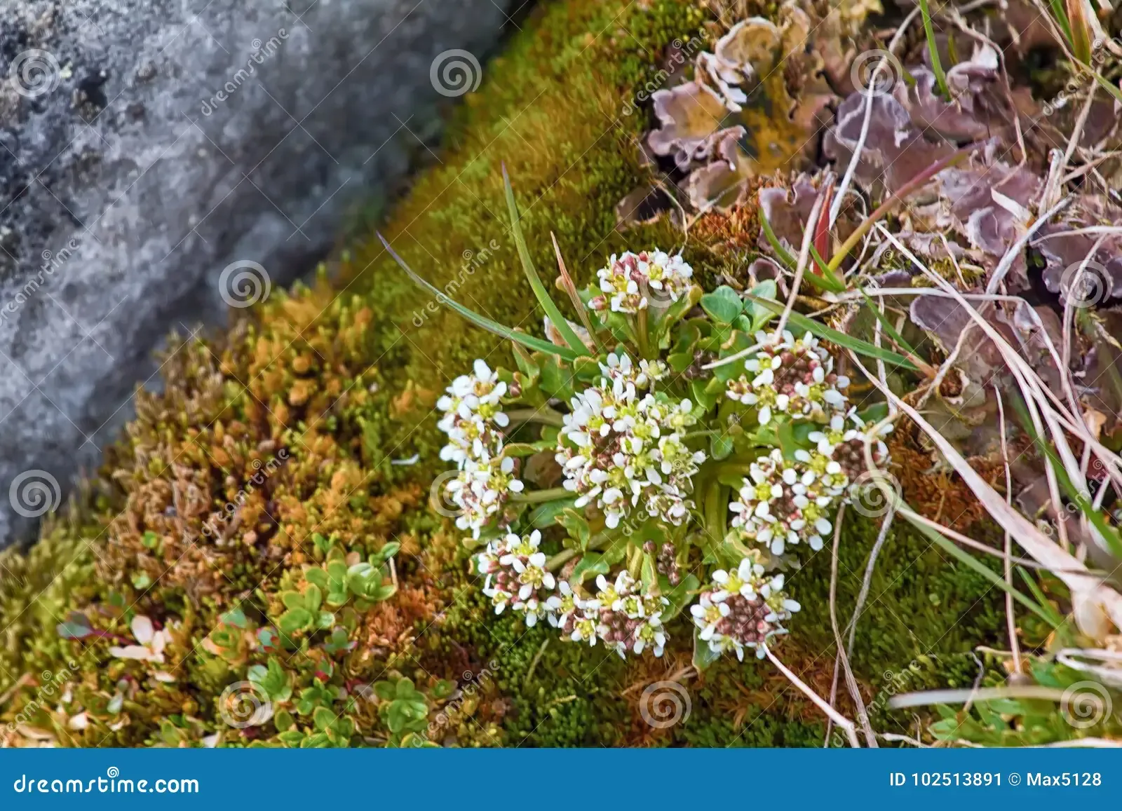 scurvy-grass-cochlearia-groenlandica-amazing-plants-scurvy-grass-cochlearia-groenlandica-biannual-sample-late-flowering-franz-102513891.jpg