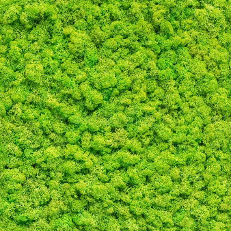 seamless-close-up-green-moss-texture-161482204.jpg