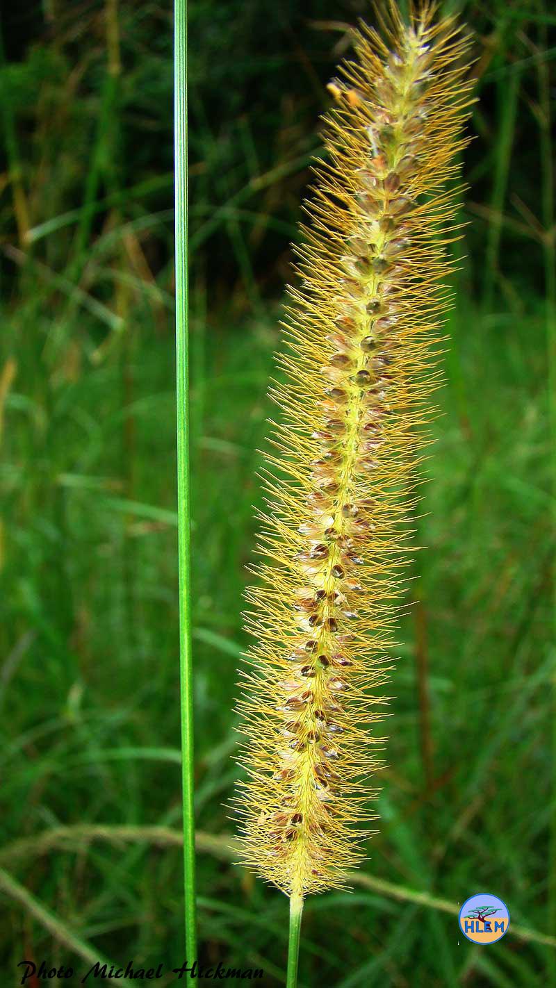 setaria_sphacelata_sericea_mature.jpg