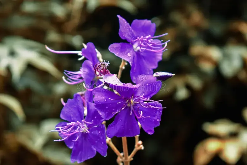 shallow-focus-shot-wet-purple-pleroma-urvilleanum-flowers-garden-floral-wallpaper-shallow-focus-shot-wet-purple-258267510.jpg