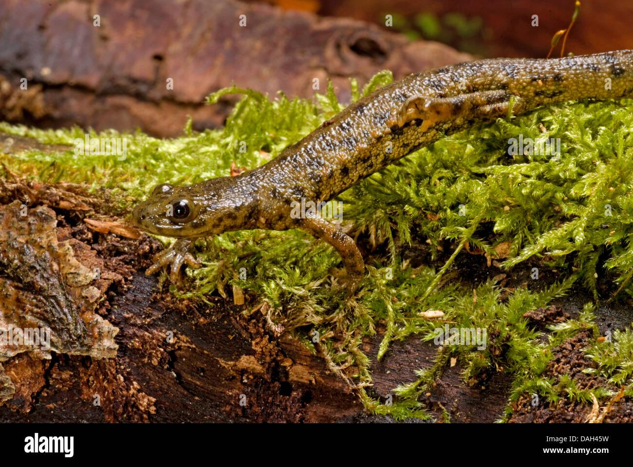 sharp-ribbed-salamander-sharp-ribbed-newt-spanish-ribbed-newt-iberian-DAH45W.jpg