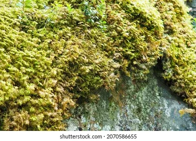 shingle-moss-neckera-pennata-growing-260nw-2070586655.jpg