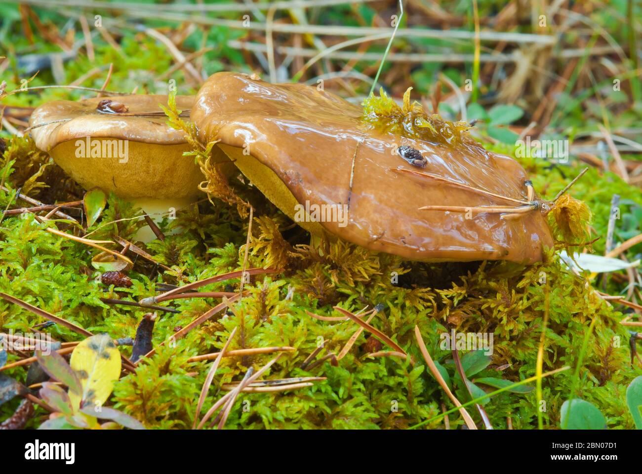 short-stalked-bolete-suillus-brevipes-growing-among-moss-in-jasper-national-park-in-alberta-canada-2BN07D1.jpg