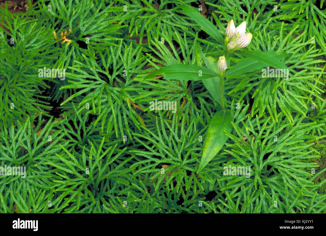 showy-gentian-flower-gentiana-decora-plant-growing-in-moss-KJ2YY1.jpg