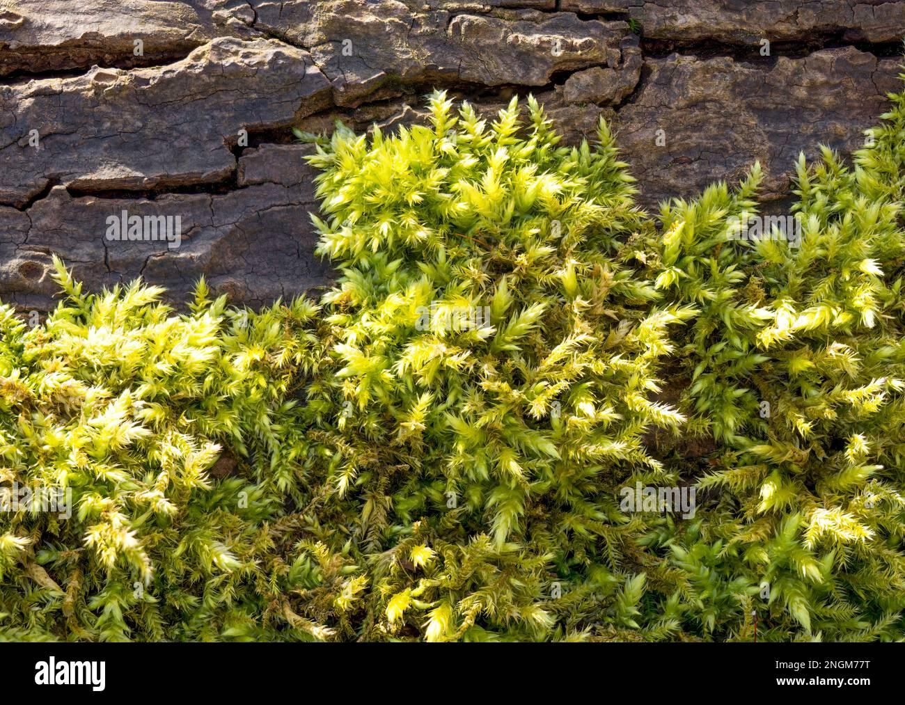 silky-forklet-moss-dicranella-heteromalla-growing-over-a-log-2NGM77T.jpg