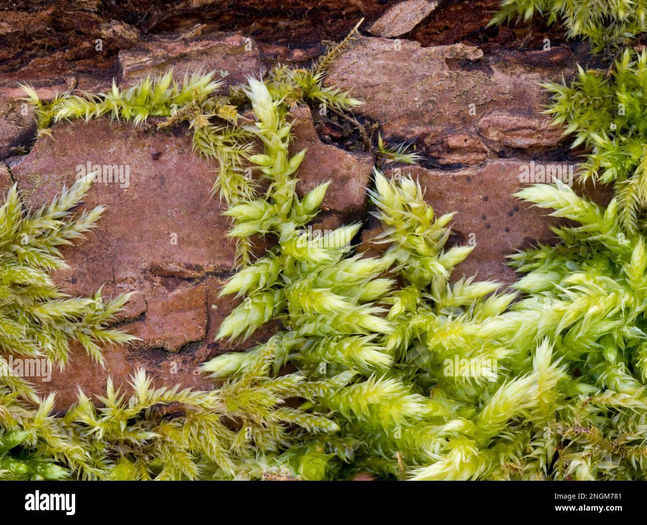 silky-forklet-moss-dicranella-heteromalla-growing-over-a-log-2NGM781.jpg