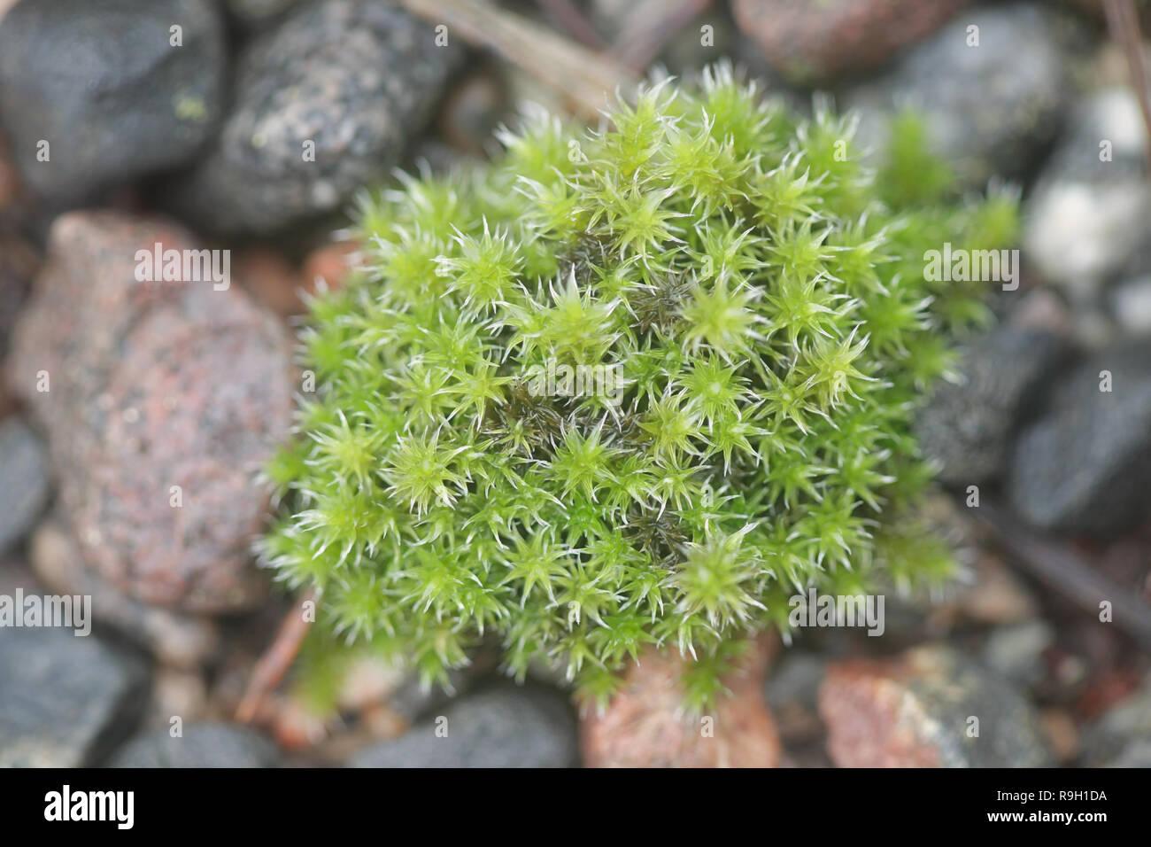 silver-moss-or-hoary-fringe-moss-racomitrium-canescens-R9H1DA.jpg