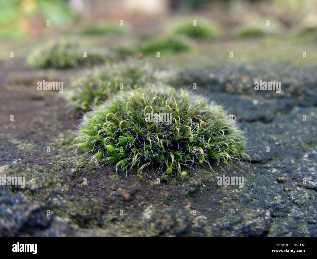 silver-sidewalk-cushion-moss-grimmia-pulvinata-growing-on-a-wall-germany-CNRD92.jpg