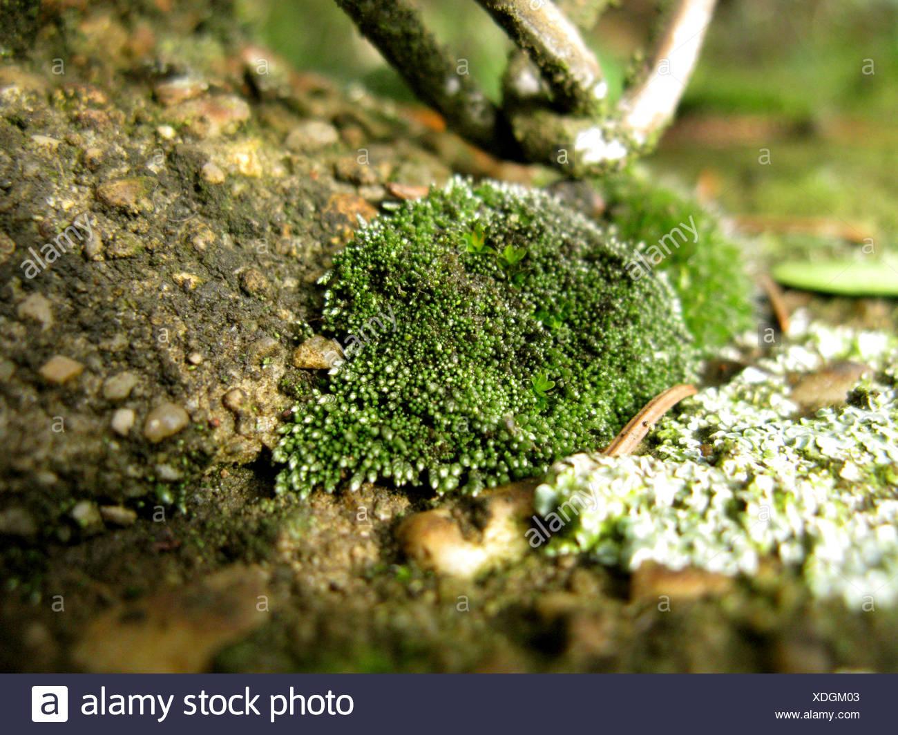 silvergreen-bryum-moss-bryum-argenteum-on-a-wall-germany-north-rhine-westphalia-XDGM03.jpg