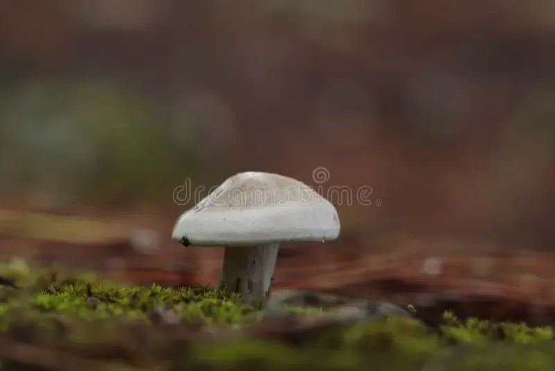 single-atractosporocybe-inornata-fungus-growing-moss-needle-litter-aleppo-pine-pinus-halepensis-wood-buskett-malta-149360650.jpg