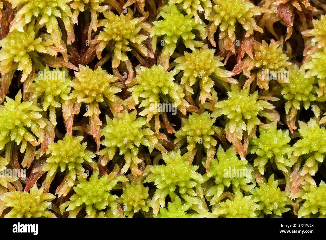 small-red-peat-moss-growth-sphagnum-capillifolium-2FX1W6X.jpg