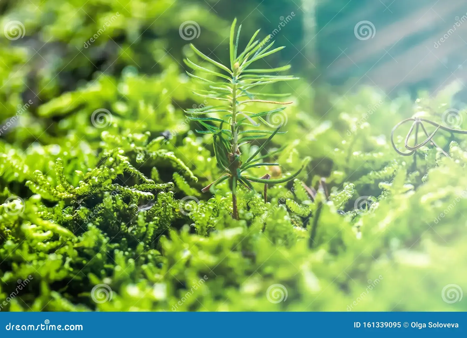 small-spruce-sprouts-fresh-green-moss-ecosystem-concept-small-spruce-sprouts-fresh-green-moss-ecosystem-concept-161339095.jpg