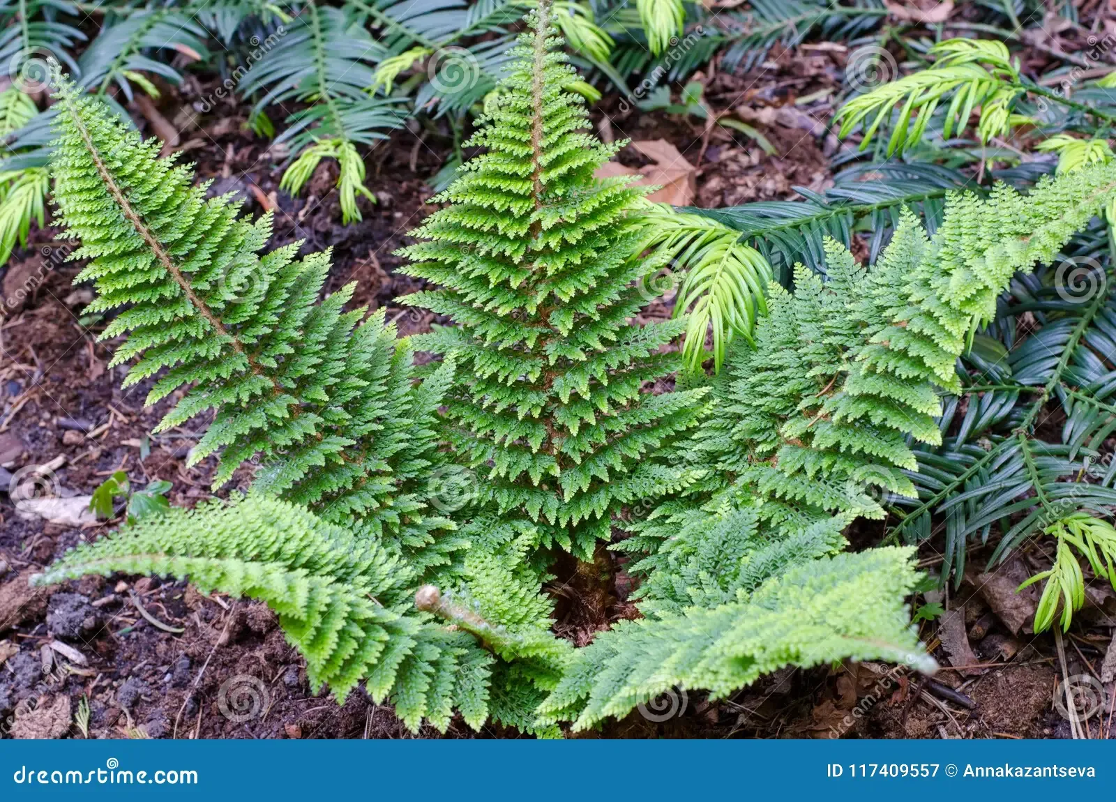 soft-shield-fern-polystichum-setiferum-plumosum-densum-botanical-garden-wroclaw-poland-117409557.jpg