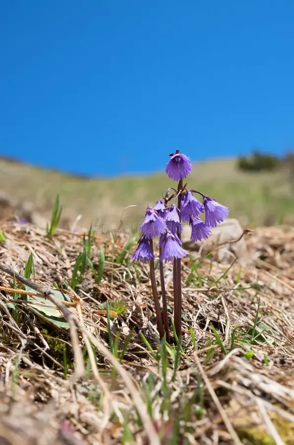 soldanella-alpina-flowers-blue-sky-copy-space-allgau-alps-flora-145471700.jpg