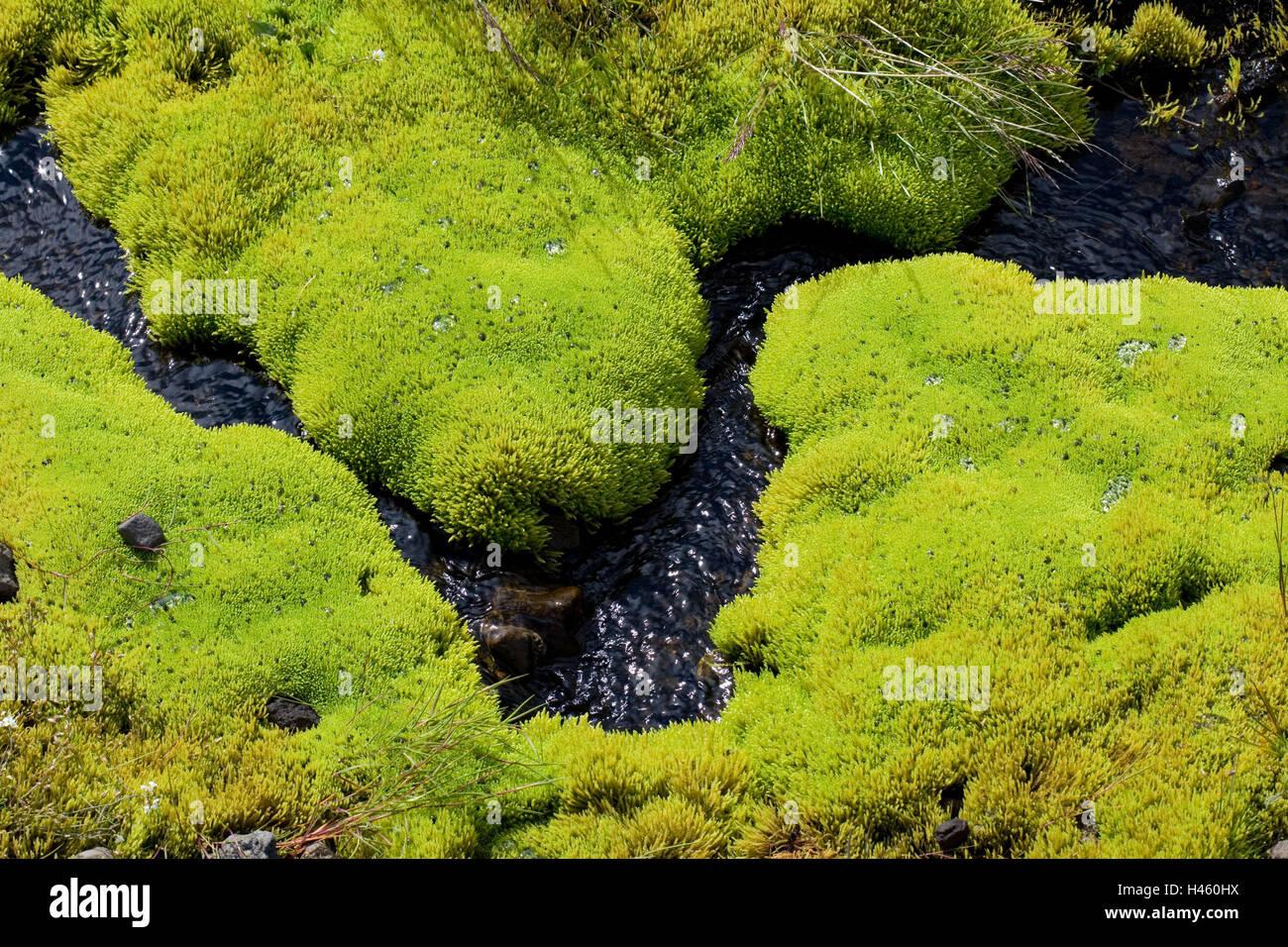source-moss-fontinalis-spec-detail-vegetation-green-river-brook-water-H460HX.jpg
