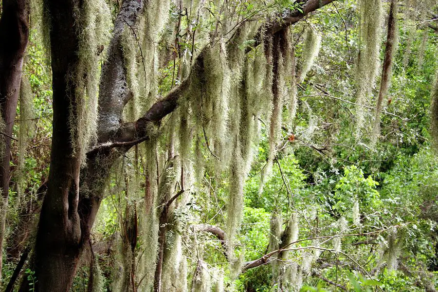 spanish-moss-tillandsia-usenoides-dr-morley-readscience-photo-library.jpg