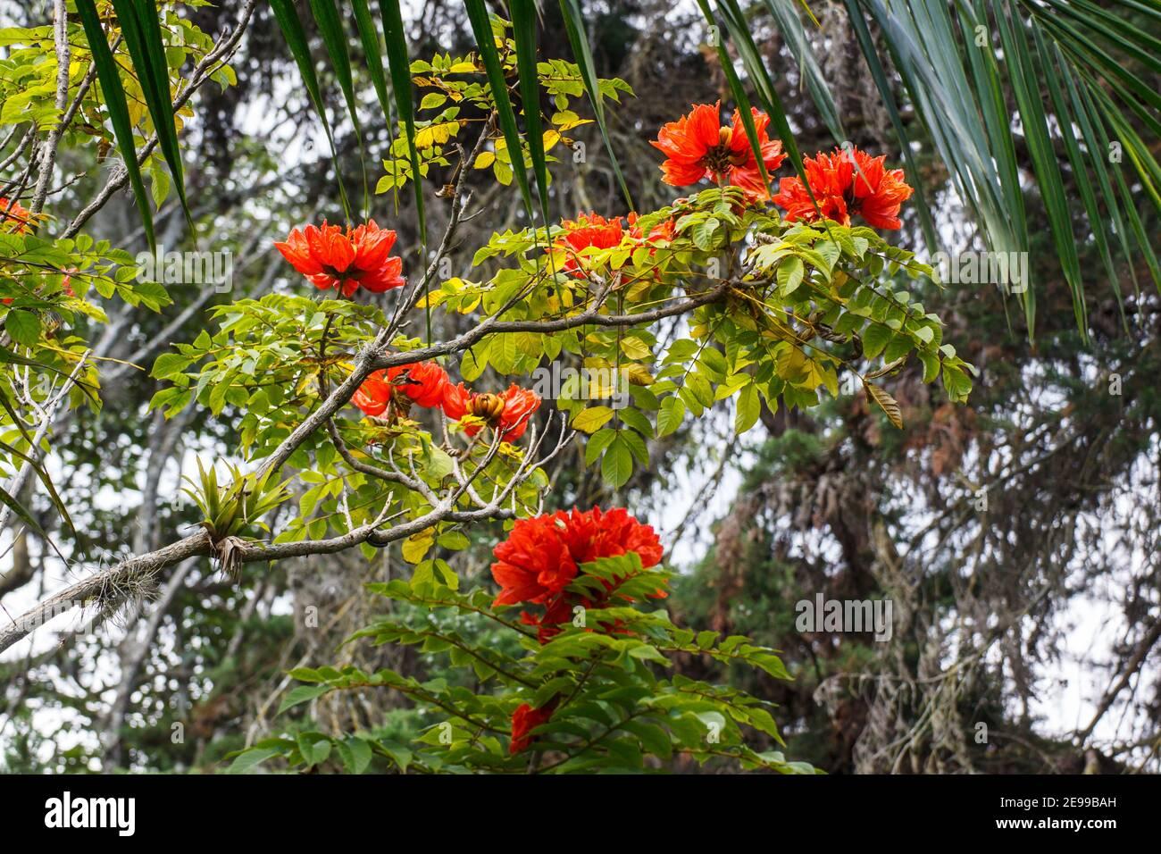 spathodea-campanulata-p-beauv-african-tuliptree-2E99BAH.jpg