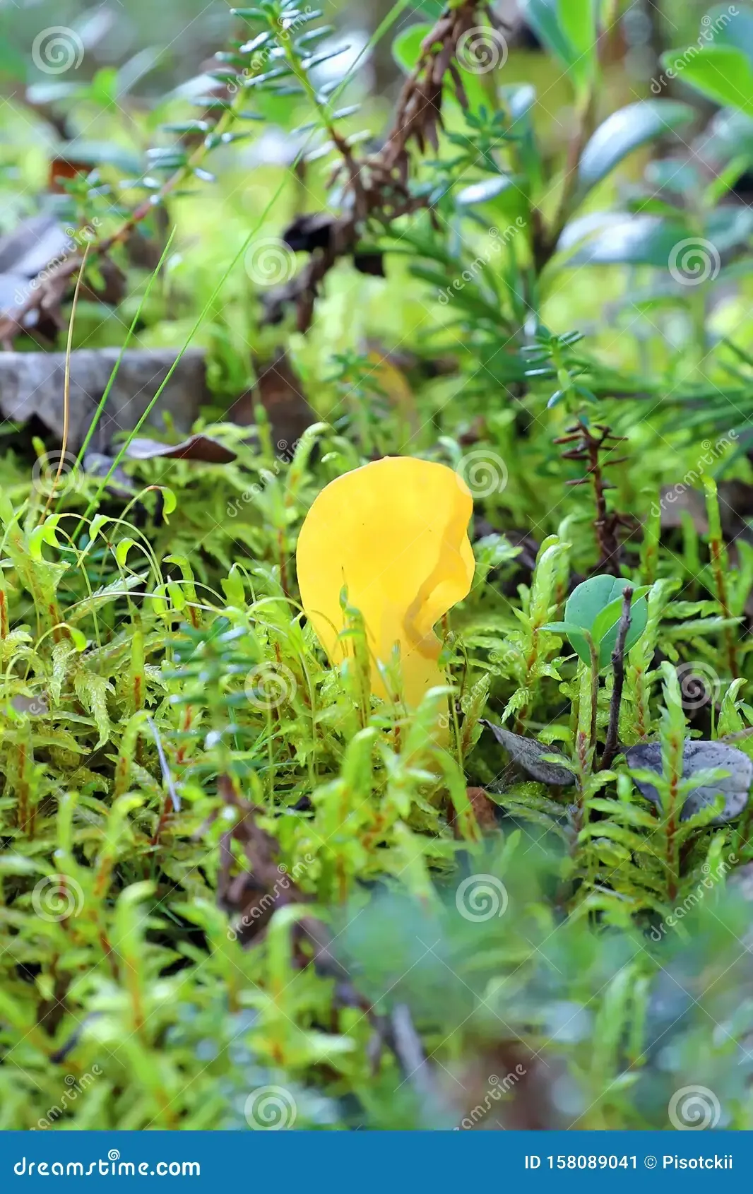 spathularia-flavida-specularia-yellowish-fungus-moss-mushroom-siberian-forest-158089041.jpg