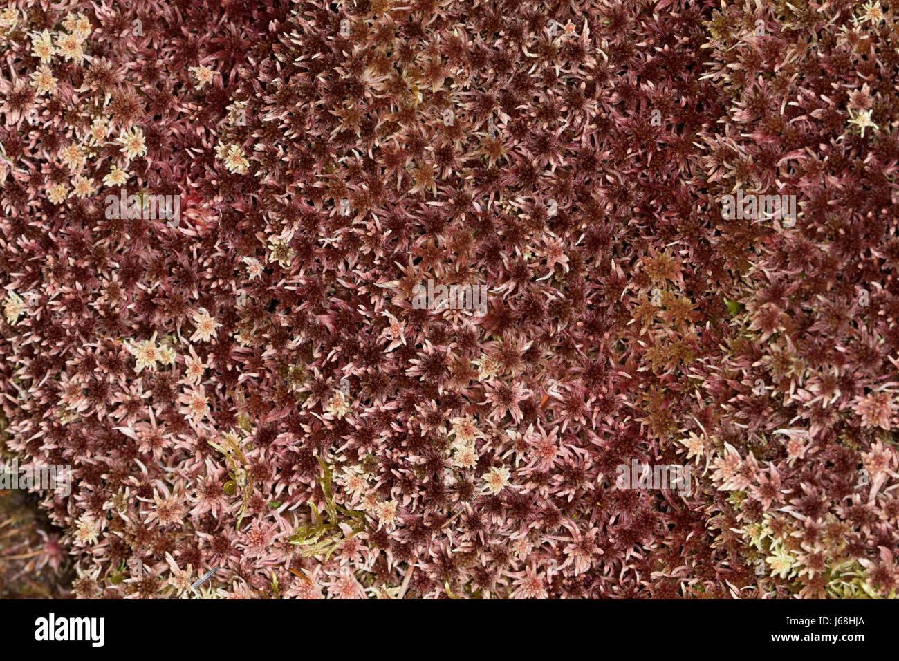 sphagnum-capillifolium-moss-J68HJA.jpg