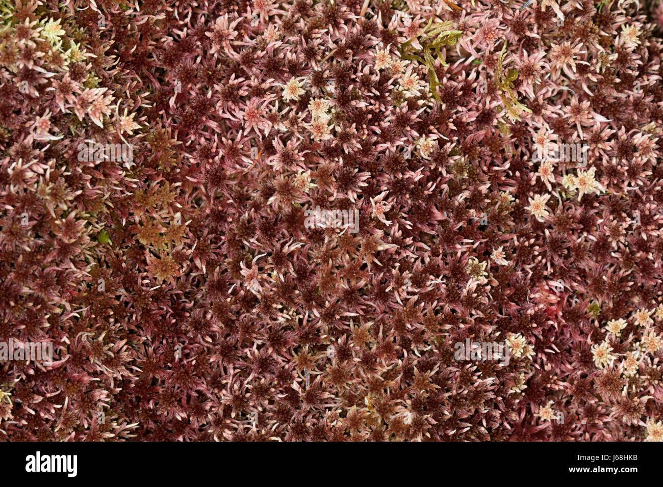 sphagnum-capillifolium-moss-J68HKB.jpg