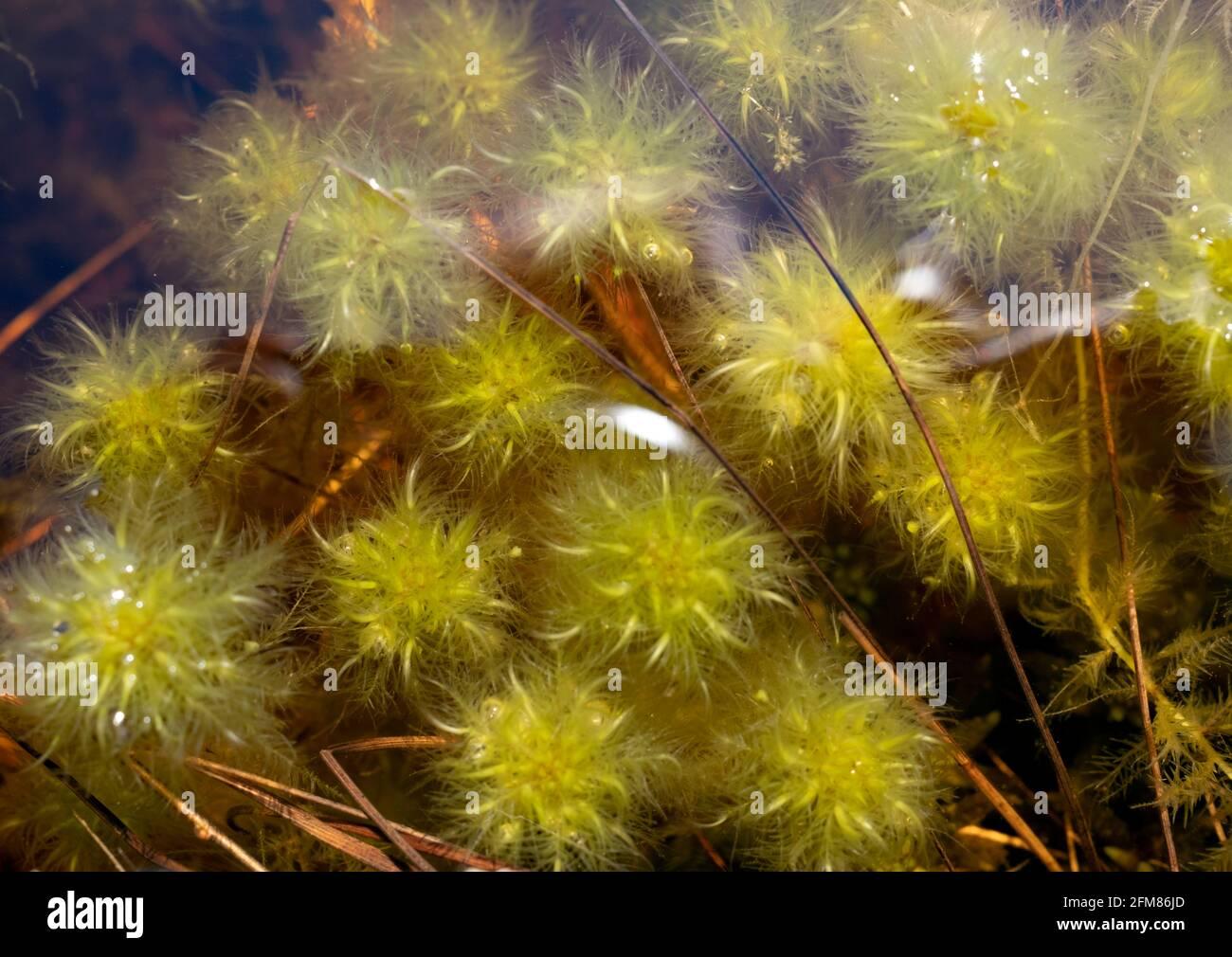 sphagnum-cuspidatum-the-feathery-bogmoss-toothed-sphagnum-or-toothed-peat-moss-underwater-image-in-kemeru-national-park-latvia-2FM86JD.jpg