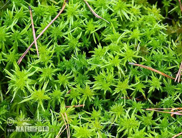 sphagnum-moss-83x_ras2.jpg