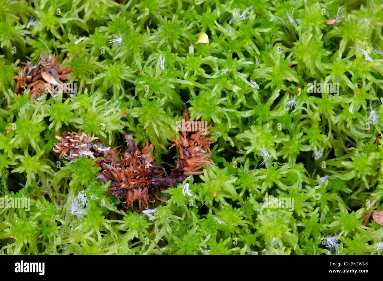 sphagnum-moss-BNEWN9.jpg