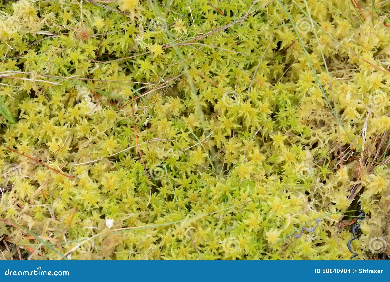 sphagnum-moss-closeup-image-auriculatum-provides-deep-carpet-over-peatland-bogs-was-photographed-58840904.jpg