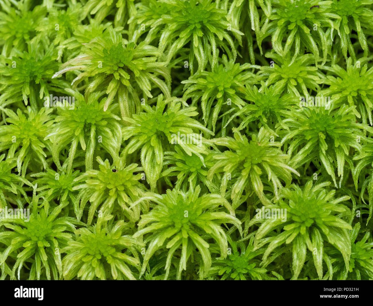 sphagnum-moss-green-PD321H.jpg