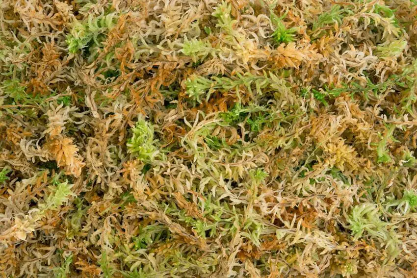 sphagnum-moss-spagmoss-premier_1024x1024.jpg