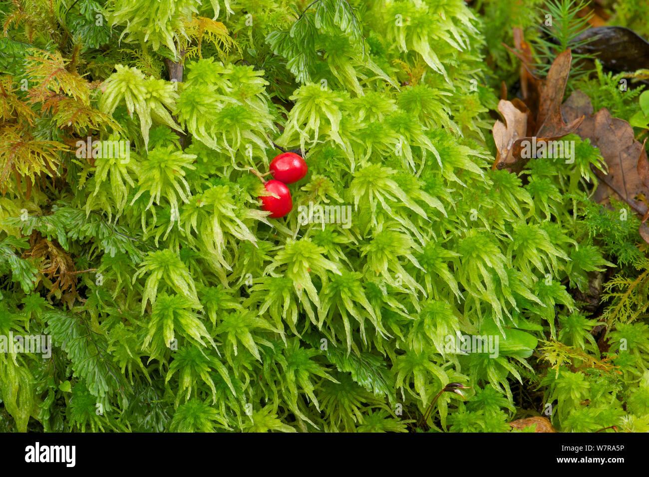 sphagnum-moss-sphagnum-quinquefarium-tomies-wood-killarney-national-park-county-kerry-ireland-november-W7RA5P.jpg