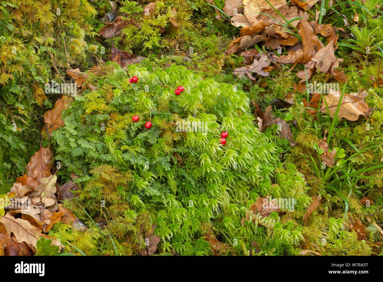 sphagnum-moss-sphagnum-quinquefarium-tomies-wood-killarney-national-park-county-kerry-ireland-november-W7RA5T.jpg
