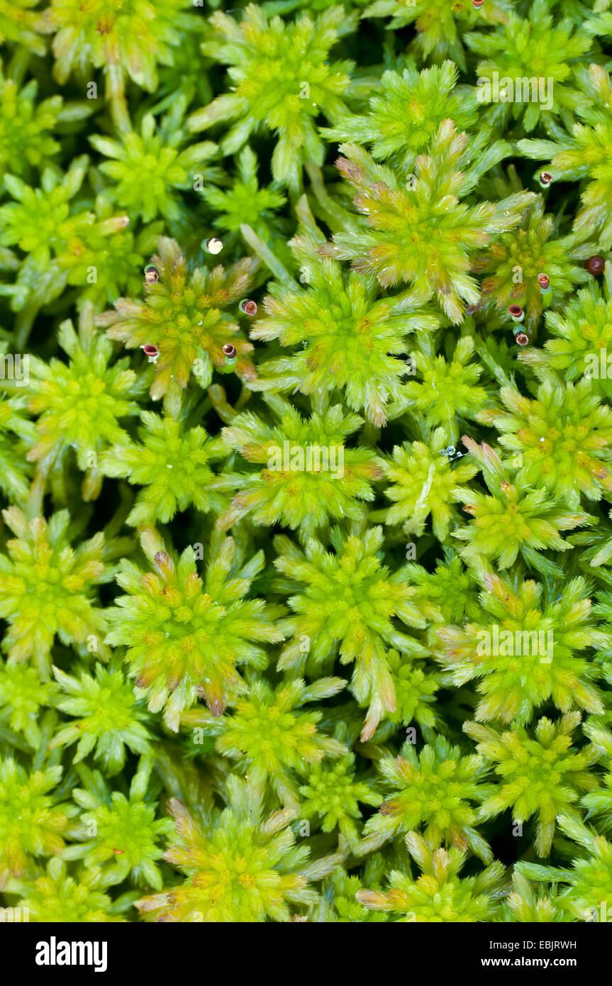 sphagnum-moss-sphagnum-spec-sphagnum-in-goldenstedter-moor-germany-EBJRWH.jpg