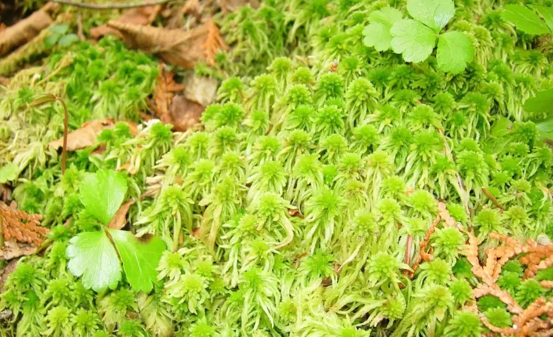 sphagnum-moss-vs-peat-moss-1140x694.jpg