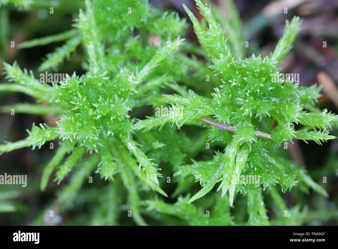 sphagnum-squarrosum-commonly-known-as-the-spiky-bog-moss-or-spreading-leaved-bog-moss-TRA0GY.jpg